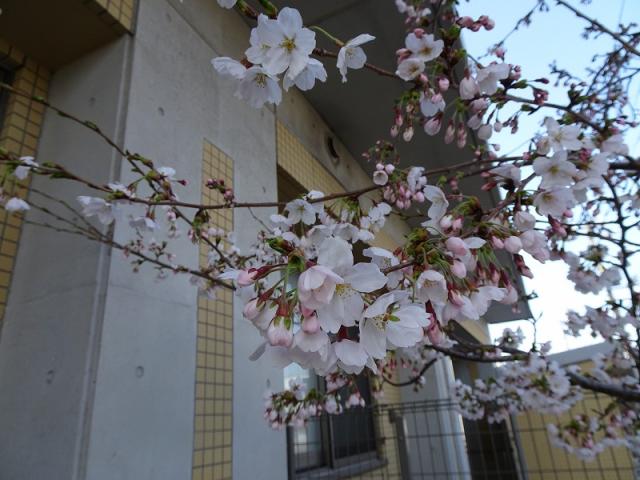 令和６年４月２２日（月）　園庭の桜が咲きました