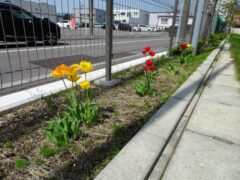 令和７年５月１０日（土）　春の陽ざしが心地よい１週間でした②